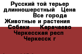Русский той-терьер длинношерстный › Цена ­ 7 000 - Все города Животные и растения » Собаки   . Карачаево-Черкесская респ.,Черкесск г.